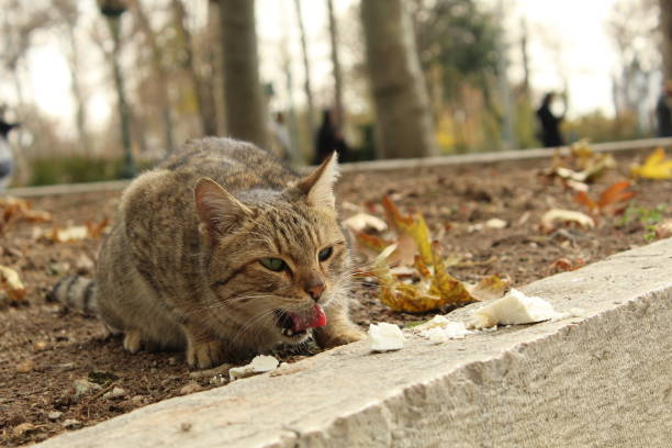 istock The cat in park Niavaran 1590239893
