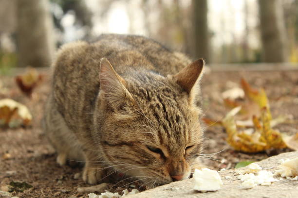 istock The cat in park Niavaran 1590240406
