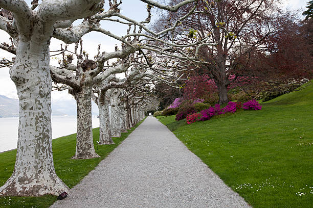 avenue in garden on the lake of Como to Bellagio