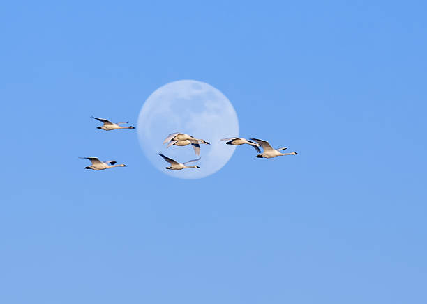 istock Tundra Swans and Full Moon 159024604