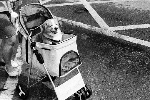 A dog sitting in the pram is smiling.