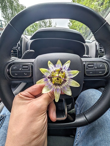 A young adult male sitting in a car, holding a Bluecrown Passionflower in his left hand on the steering wheel