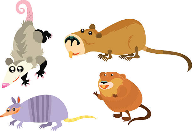Animal Page opossum, nutria, armadillo, muskrat. ondatra zibethicus stock illustrations