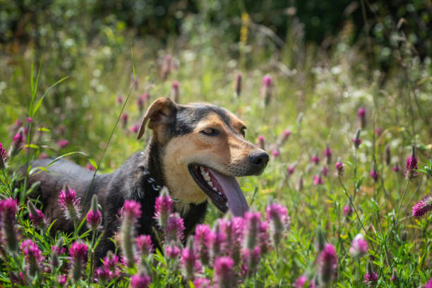 istock Dog on the field with flowers 1590269051