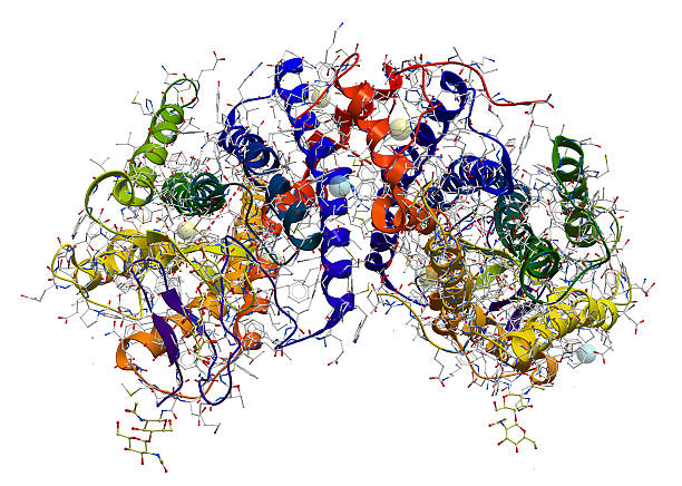 rhodopsin estructura de las proteínas - crystallography fotografías e imágenes de stock
