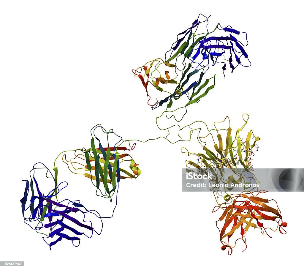 Immunoglobulin 分子 - 白背景のロイヤリティフリーストックフォト