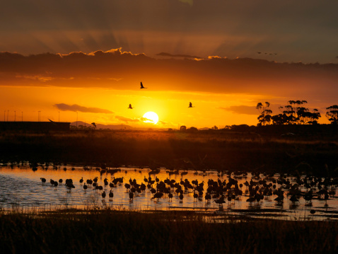 Lakeside Habitat Sunset, Victoria, Australia