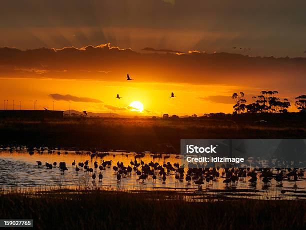 Zachód Słońca Nad Jeziorem Siedliska - zdjęcia stockowe i więcej obrazów Australia - Australia, Mokradło, Bagno