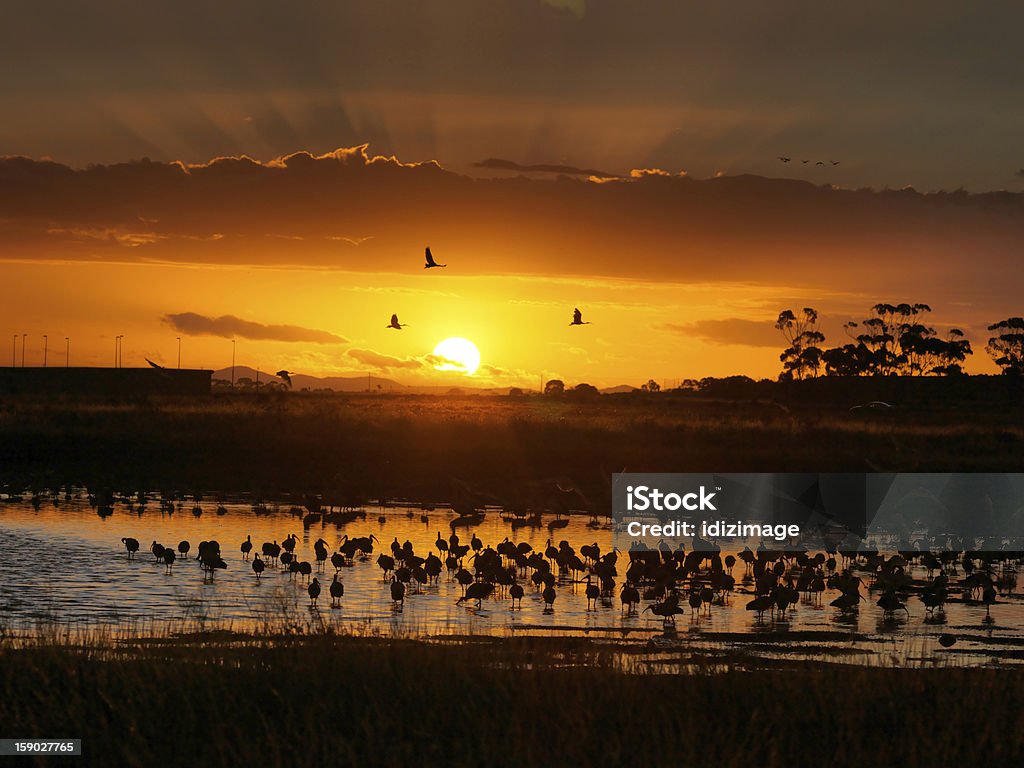 Lakeside Habitat do pôr-do-sol - Foto de stock de Austrália royalty-free