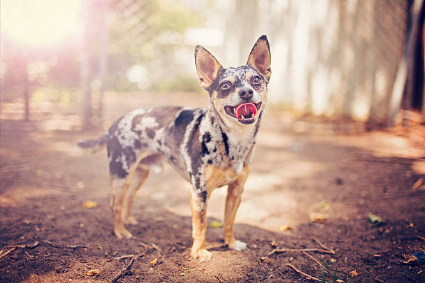 Bubo Chihuahua misture gosto em pé com o solo - fotografia de stock