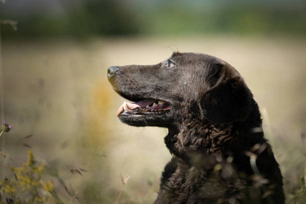 istock Dog on the field with flowers 1590290035