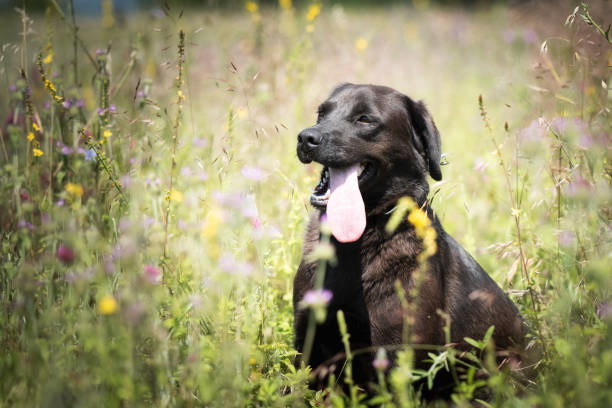 istock Dog on the field with flowers 1590290038