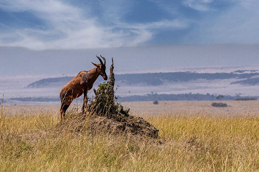 Topi Antelope Watching in Wildlife against the Carnivores