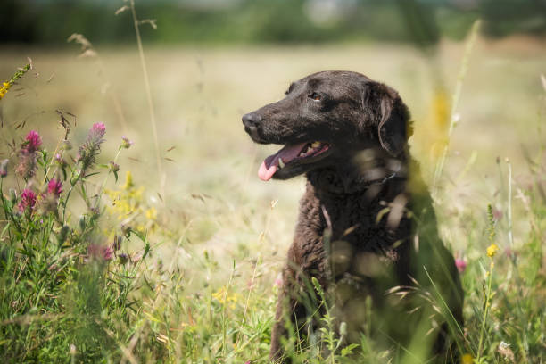 istock Dog on the field with flowers 1590295413