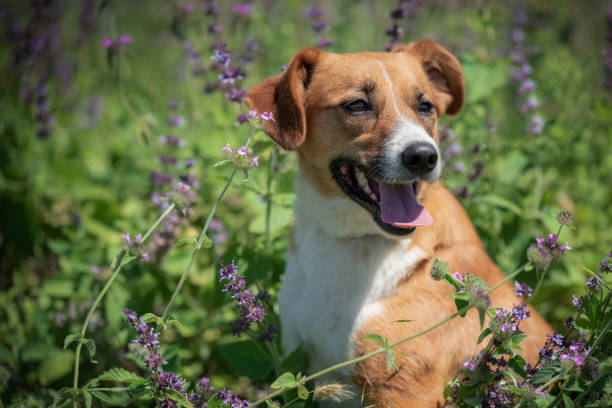istock Dog on the field with flowers 1590302491
