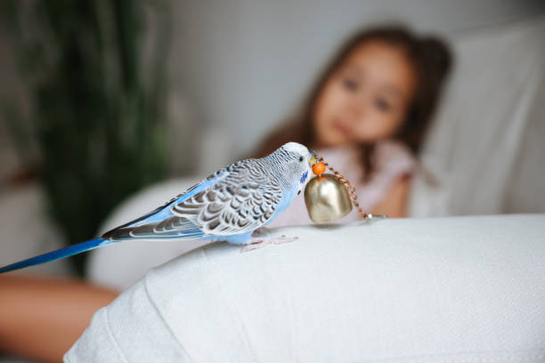 istock Young Girl Playing With Pet Budgerigar 1590303567