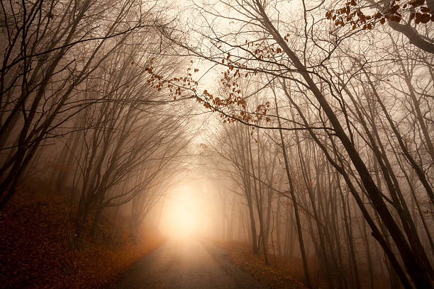 ścieżka przez las jesienią - forest transylvania rain fog zdjęcia i obrazy z banku zdjęć