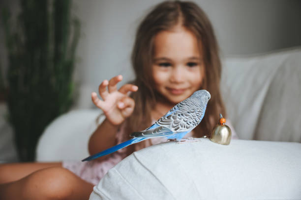 istock Young Girl Playing With Pet Budgerigar 1590304105