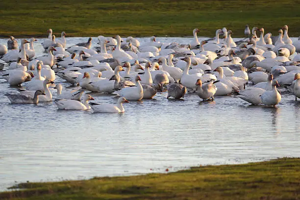 Snow geese gather in a shallow pond to rest and feed. Richmond, British Columbia, Canada.