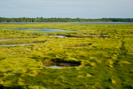 Green salt marsh at high tide in Prince Edward Island, Canada.