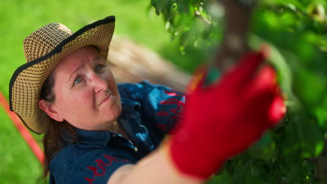 Senior woman taking care of her garden and pruning fruit tree