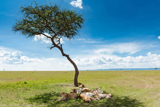 istock Group of lions seeking shadow under a tree 1590340752