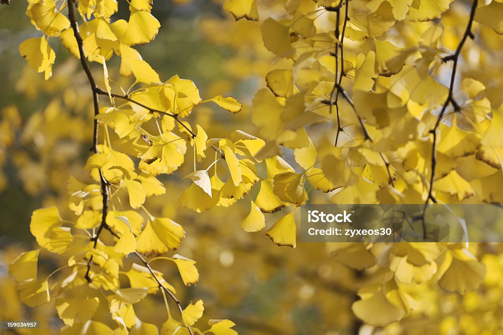 ginkgo-Bäumen im Herbst - Lizenzfrei Gelb Stock-Foto