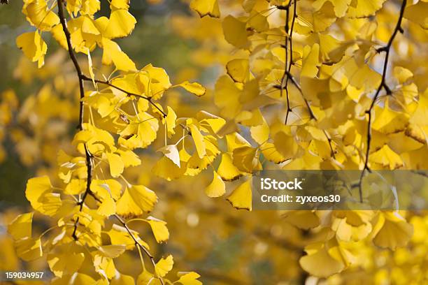 Árvores De Outono Gingo - Fotografias de stock e mais imagens de Amarelo - Amarelo, Gingo, Ao Ar Livre