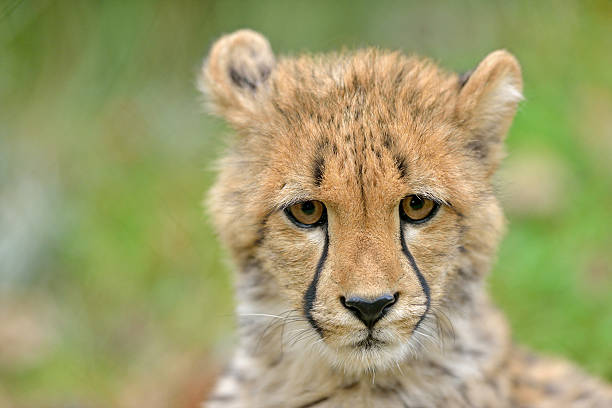 istock Cheetah Cub - shallow depth of field 159035224