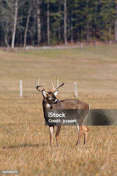 Photo libre de droit de Cerf De Virginie Cerf Buck Dans Le Champ banque d'images et plus d'images libres de droit de Cerf - Cerf, Cerf de Virginie, Amérique du Nord