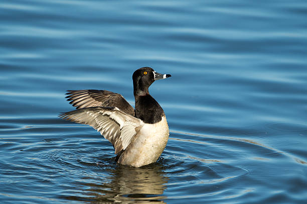 istock Ring-necked duck wings open in water 159035291
