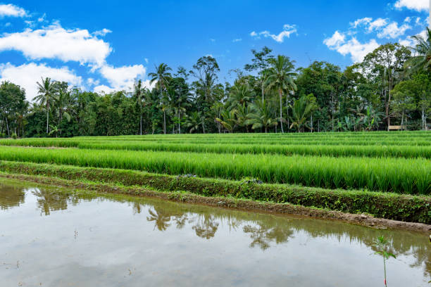Free Stock Photo of beautiful rice Field with river and hill in asia A ...