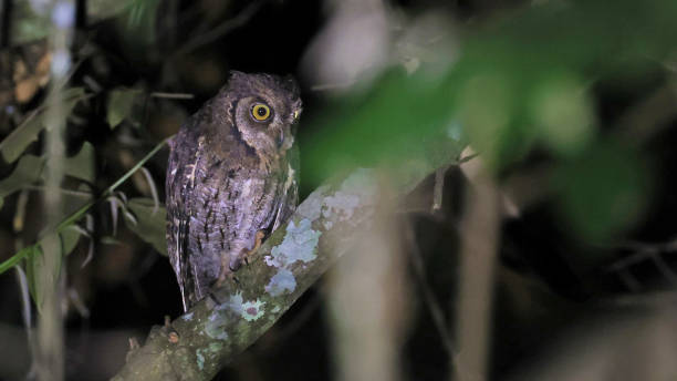 istock Moluccan scops owl (Otus magicus), endemic bird of Indonesia 1590363426