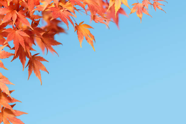 istock Fall Background with Japanese Maple Branches Against the Blue Sky 1590365474