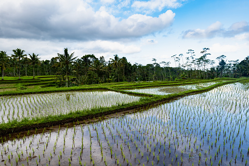 Rice paddy field landscape in Indonesia. Rice terrace agricultural land in East Java island, Indonesia. Food security concept image