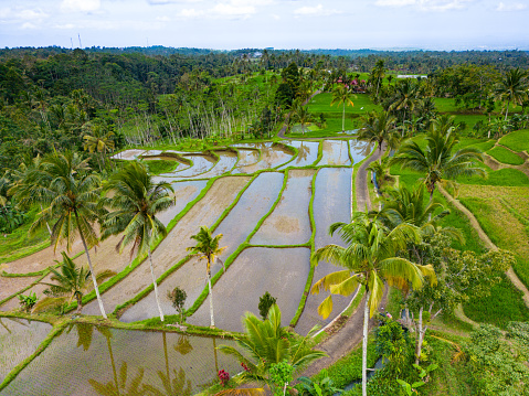 Rice paddy field landscape in Indonesia. Drone image of rice terrace agricultural land in East Java island, Indonesia. Food security concept image