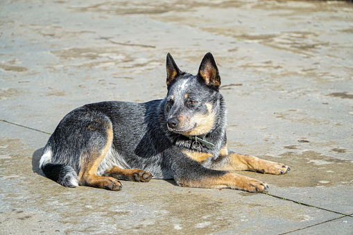 A blue Australian Cattle Dog sitting in the sun, looking attentively to the side with a hint of curiosity.