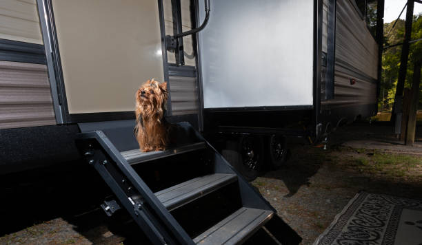istock Dog ready to get into the travel trailer 1590375019