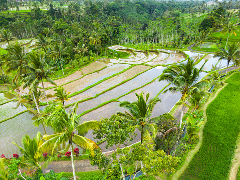 Rice paddy field landscape in Indonesia. Drone image of rice terrace agricultural land in East Java island, Indonesia. Food security concept image