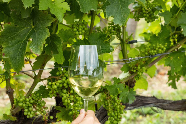 istock Glass of white wine with vineyards background 1590382954