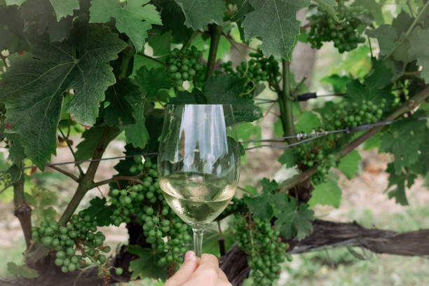 istock Glass of white wine with vineyards background 1590383470