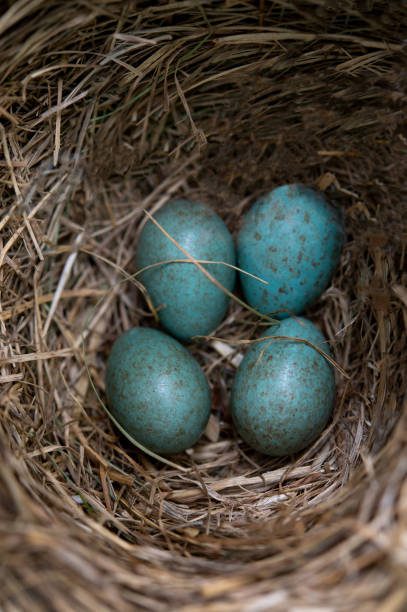istock Nest red-throated thrush's with blue eggs 1590384511