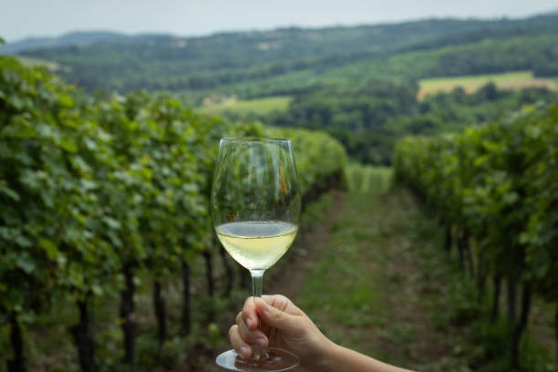 istock Glass of white wine with vineyards background 1590385541