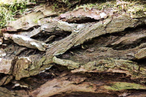 istock The bark of an old, large tree 1590388702
