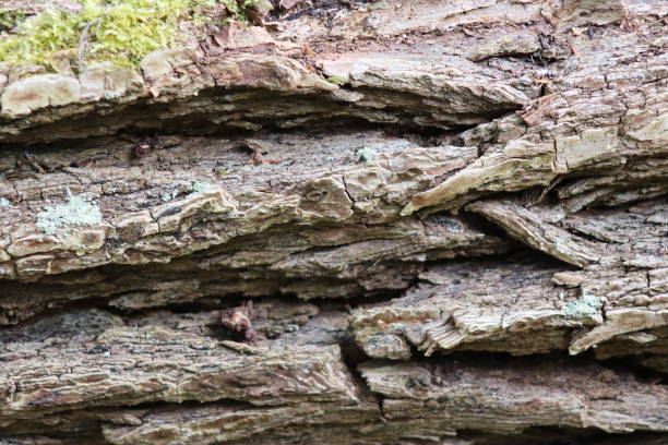 istock The bark of an old, large tree 1590389215