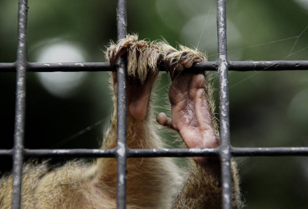 istock close-up of a hand and foot belonging to a small monkey 1590389727