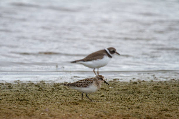 istock Semipalmated sandpiper  wading along arctic shoreline 1590395095