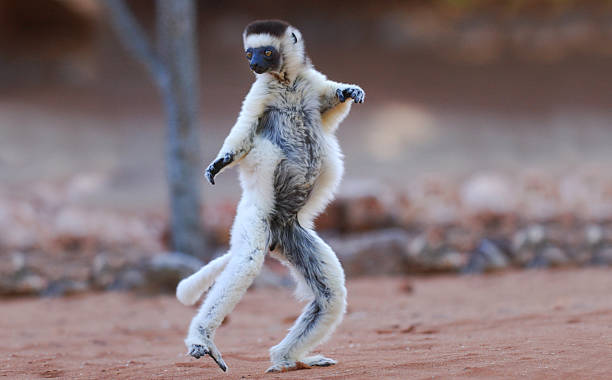 Verreaux's Sifaka (Propithecus verreauxi) dancing in Madagascar Verreaux's Sifaka (Propithecus verreauxi) dancing in the Berenty Nature Reserve, southern Madagascar lemur madagascar stock pictures, royalty-free photos & images