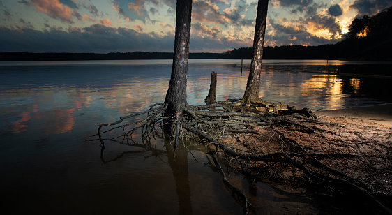 Jordan Lake sunset with trees with roots exposed