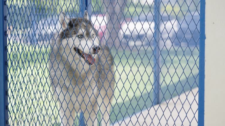 Tilt up shot of Siberian husky waiting for someone to open the gate for it so that it could leave